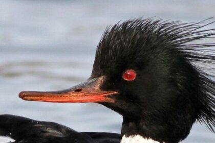 Top 7 Fastest Birds in the world